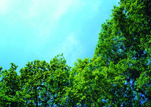 Load image into Gallery viewer, SHIMANTO CYPRESS WOOD CUTTING BOARD WITH STAND (3SIZES)