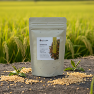OBUBU GENMAICHA / BANCHA WITH ROASTED RICE
